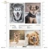 Papier decoupage, papier, Schronisko w Korabiewicach, fotografie zwierząt, psy, Dorota Majcher, Shelter in Korabiewice, animal photography, dogs, Tierheim in Korabiewice, Tierfotografie, Hunde, Refugio en Korabiewice